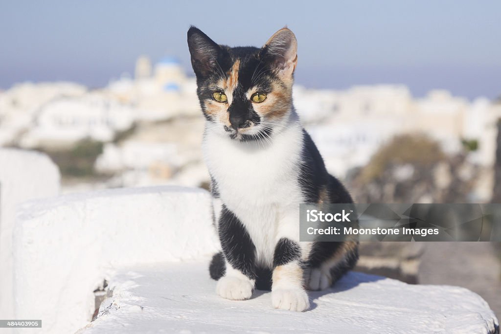 Parásito Cat en Santorini, Grecia - Foto de stock de Aire libre libre de derechos