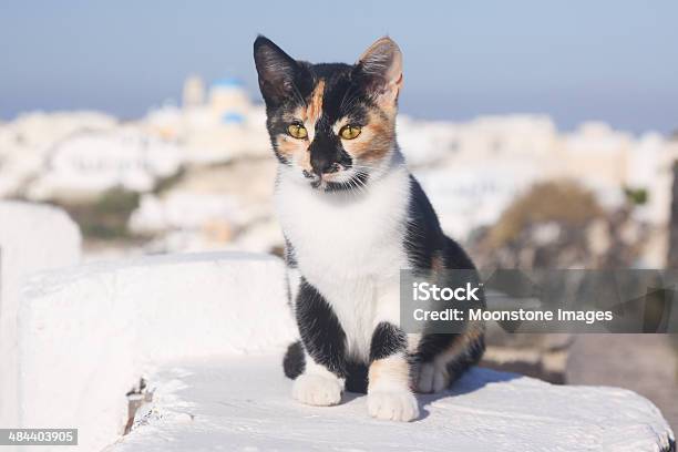 Parásito Cat En Santorini Grecia Foto de stock y más banco de imágenes de Aire libre - Aire libre, Alerta, Animal