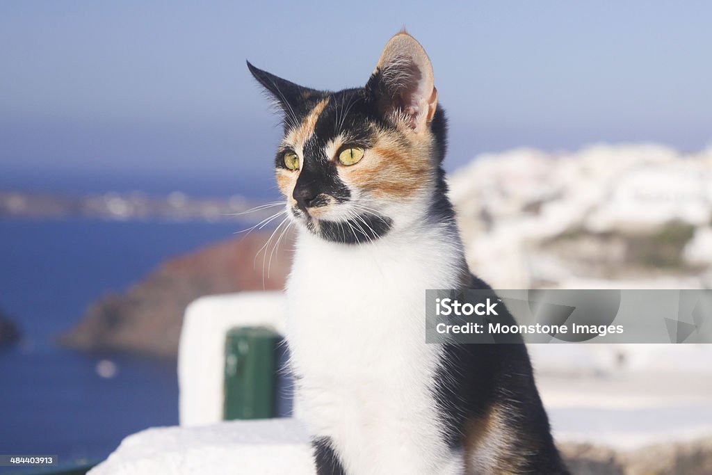 Mèo đi lạc ở Santorini, Hy Lạp - Trả phí Bản quyền Một lần Chân dung - Hình ảnh Bức ảnh sẵn có