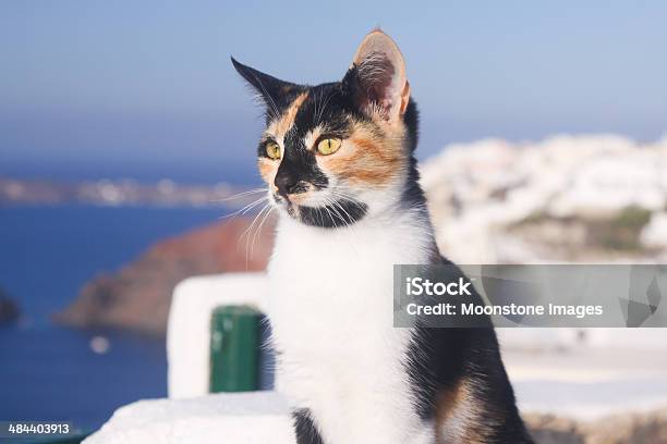 Mèo Đi Lạc Ở Santorini Hy Lạp Hình ảnh Sẵn có - Tải xuống Hình ảnh Ngay bây giờ - Chân dung - Hình ảnh, Châu Âu, Chủ đề động vật