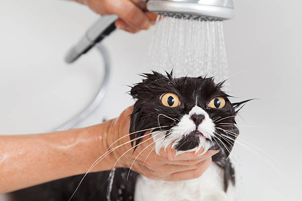 Bathing a cat Bath or shower to a Persian breed cat cat water stock pictures, royalty-free photos & images