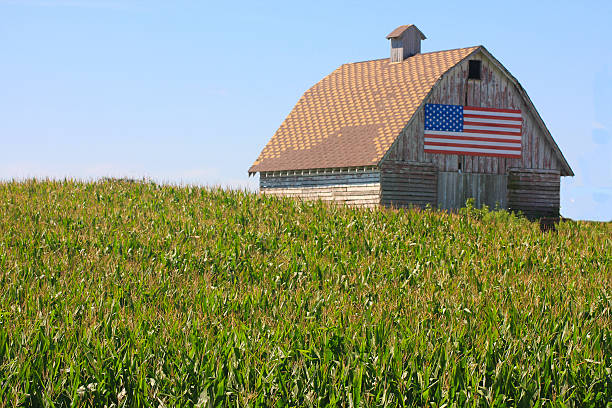 mais, flagge farbe einem rustikalen bild im ländlichen iowa - iowa stock-fotos und bilder