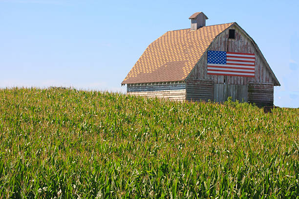 Corn, Flag Paint a Rustic Picture in Rural Iowa Corn, Flag Paint a Rustic Picture in Rural Iowa iowa photos stock pictures, royalty-free photos & images