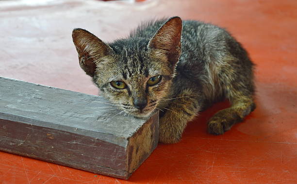istock kitten lay on little wooden board 484404356