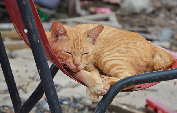istock ginger cat sleeo on iron chair 484404358
