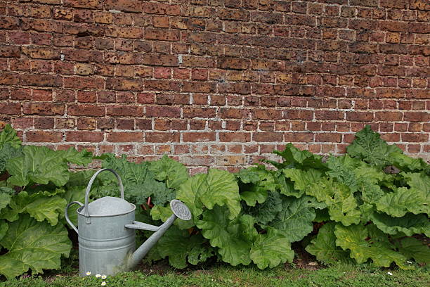 Old Watering can by Rhubarb plants in front of old brick wall