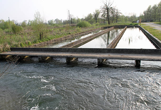 istock bowls for the breeding of fish, especially trout 484404837
