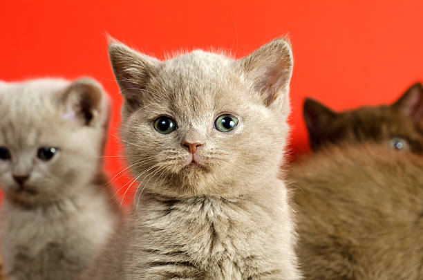 istock British Short Hair cat 484405147