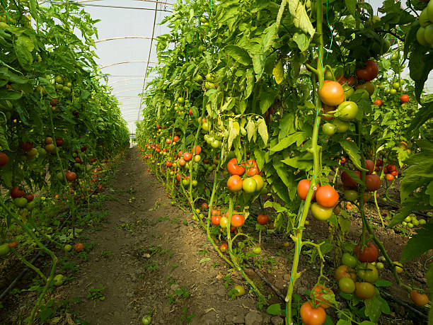istock Tomato field in greenhouse 484405467