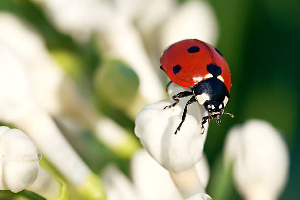 istock the ladybug creeps on white flowers 484405659