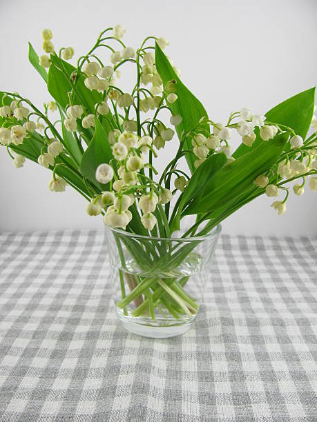 istock Lily of the valley 484407010