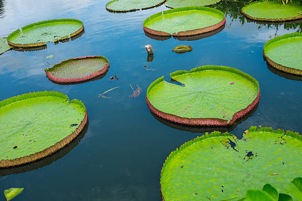 istock Victoria waterlily floating on the water 484408110