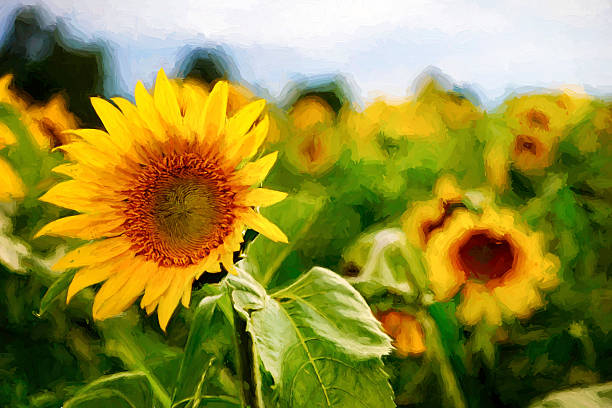 istock Digital art paint composition, field sunflower, pastel, watercolour 484408406