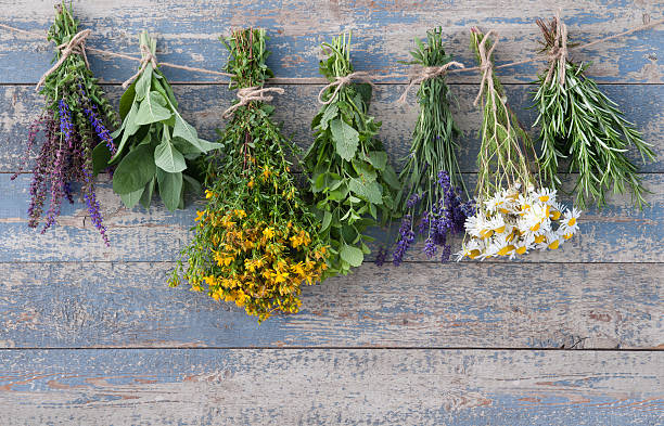 plantas aromáticas pendurado em uma trela - herb chamomile flower arrangement flower imagens e fotografias de stock