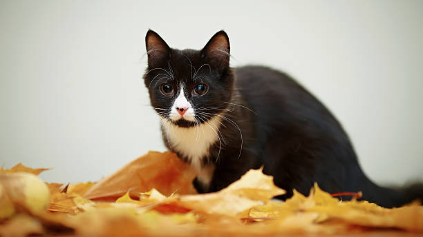 istock Black and white cat with autumn leaves. 484408970
