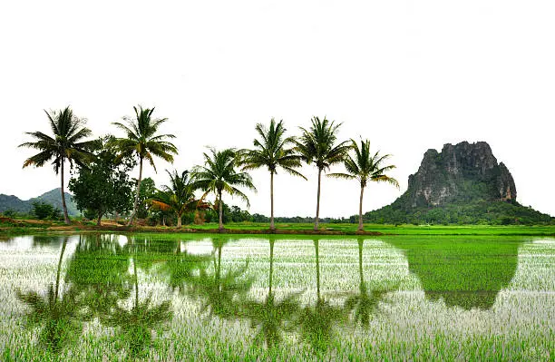 Coconut trees on the rice field in Phetchaburi, Thailand