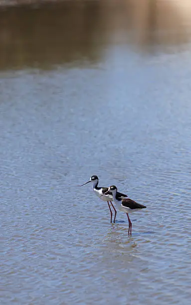 Black-necked stilt, Himantopus mexicanus, shore bird in a pond in Irvine, California