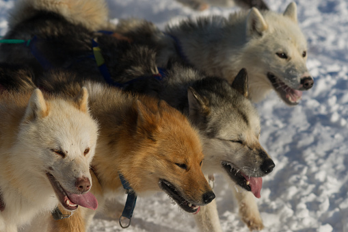 Four greenland dogs with harness, the pull a sled over the snow