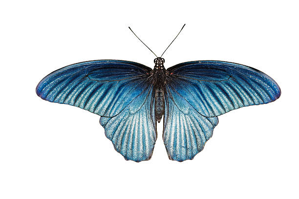 istock Isolated male great mormon butterfly on white 484411988