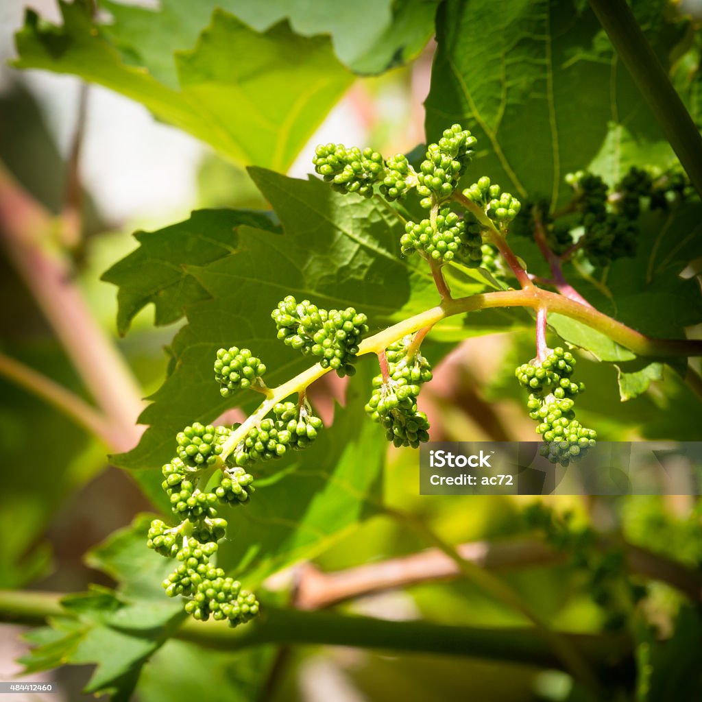 Growing bio grapes Growing bio grapes in the Italy in the spring 2015 Stock Photo