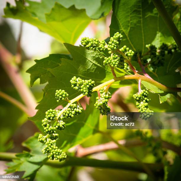 Growing Bio Grapes Stock Photo - Download Image Now - 2015, Agriculture, Bud