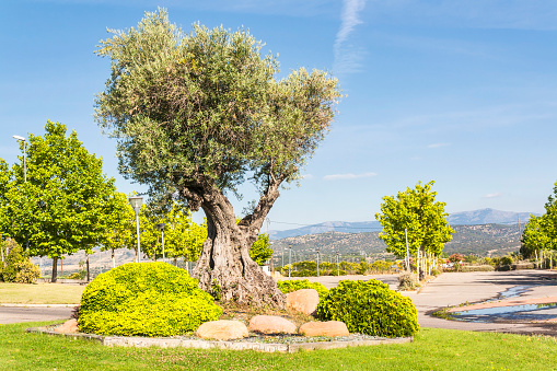 Old olive tree decorating a garden in Las Rozas, Madrid
