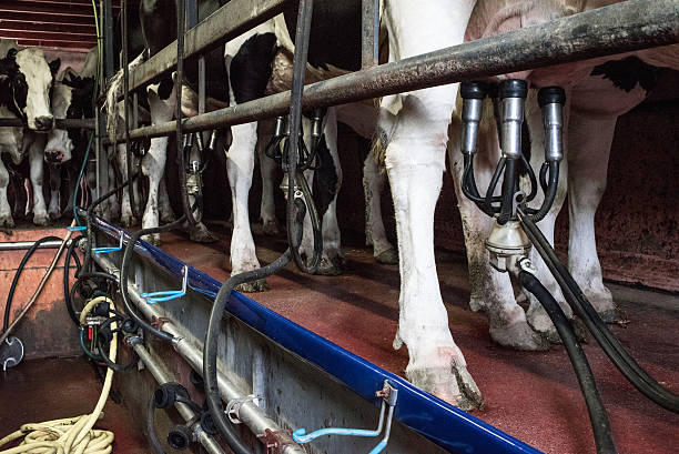 istock Holstein dairy cows in a traditional milking shed. 484414706