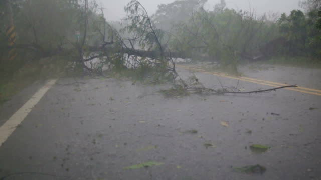 Fallen tree blocking road and rain in typhoon 1 slow motion