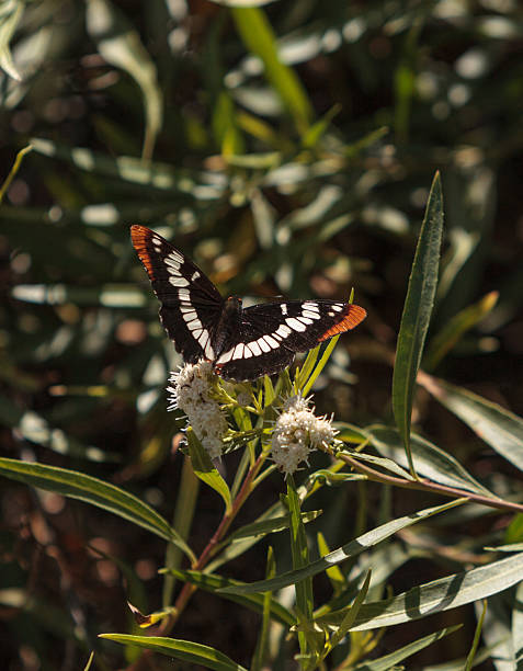 istock California Sister Butterfly 484423238