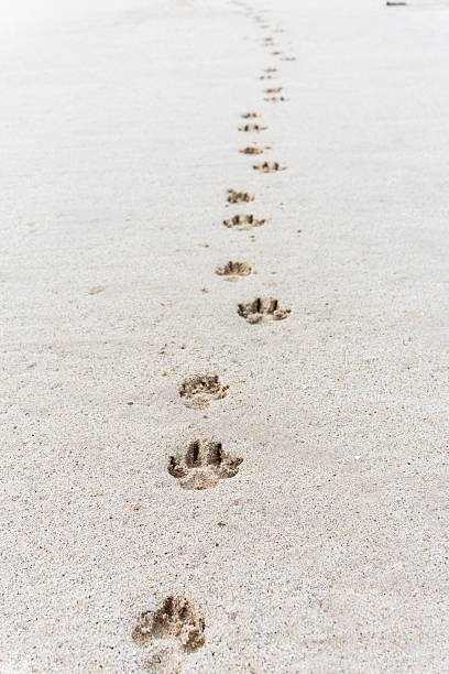 łapa wydruków na sandy beach - dog paw print beach footprint zdjęcia i obrazy z banku zdjęć