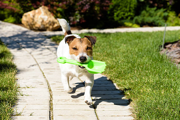istock Dog fetching a toy 484423424