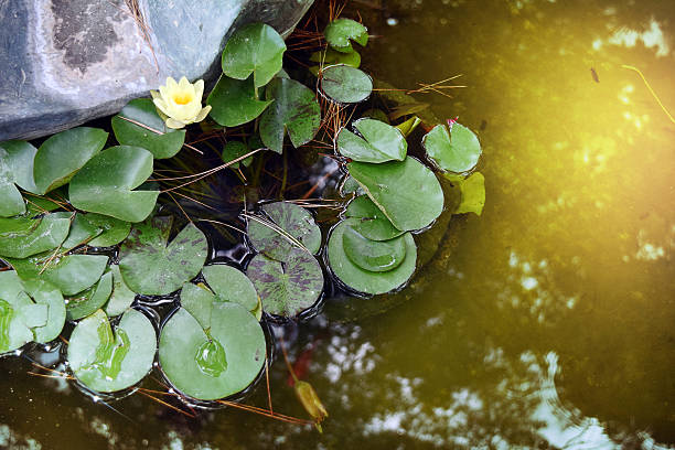istock Water lilies in the pond in Capri 484423448