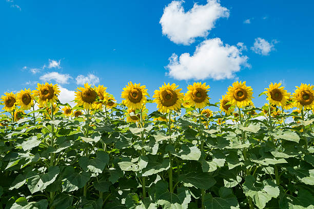 istock Field of Sunflowers on Sunny Day 484424566