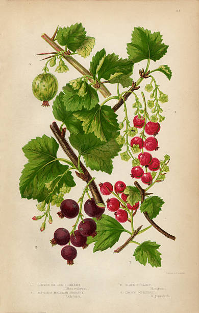 illustrations, cliparts, dessins animés et icônes de raisin, groseilles, cassis, de style victorien et illustrations botaniques de groseilles à maquereau - currant gooseberry red currant red