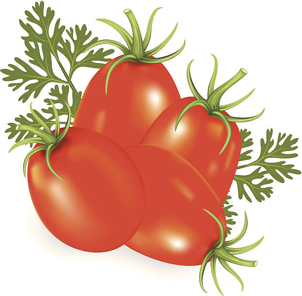 czerwony roma pomidory - plum tomato obrazy stock illustrations