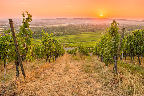 istock Vineyard with sun in the sky 484427102