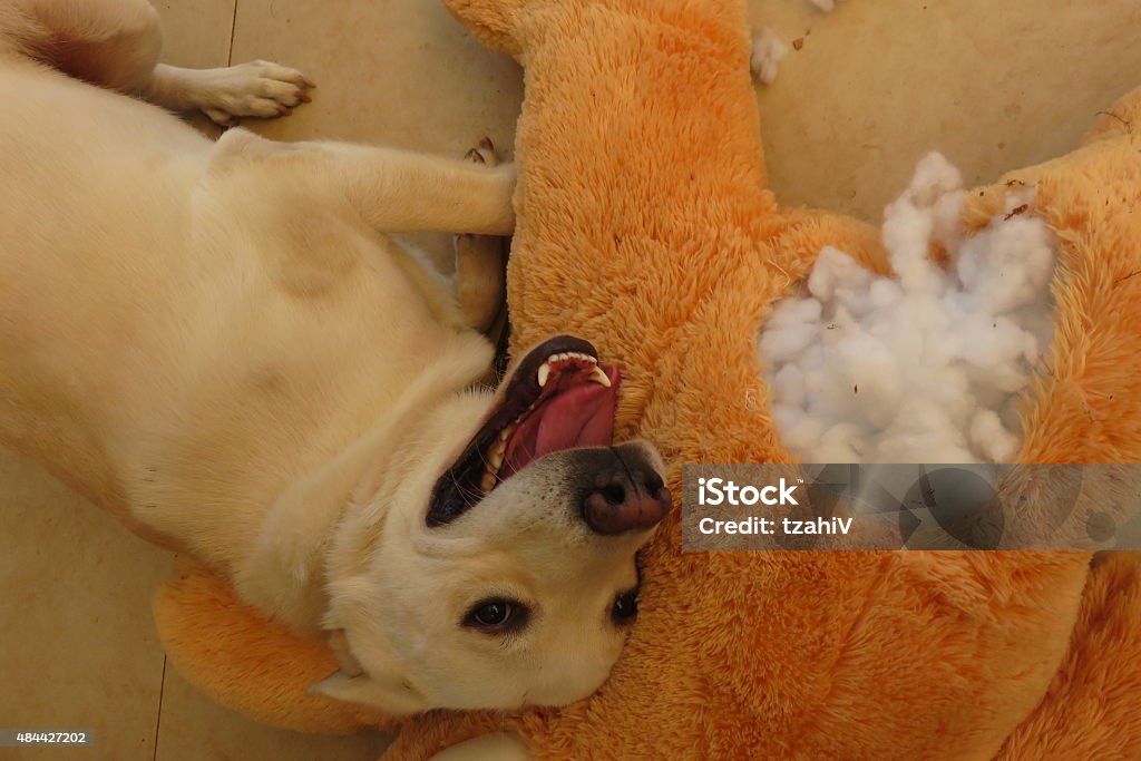 Naughty Dog Naughty Dog ripping apart stuffed animal  Dog Stock Photo