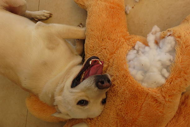 Naughty Dog Naughty Dog ripping apart stuffed animal dog-tearing stock pictures, royalty-free photos & images