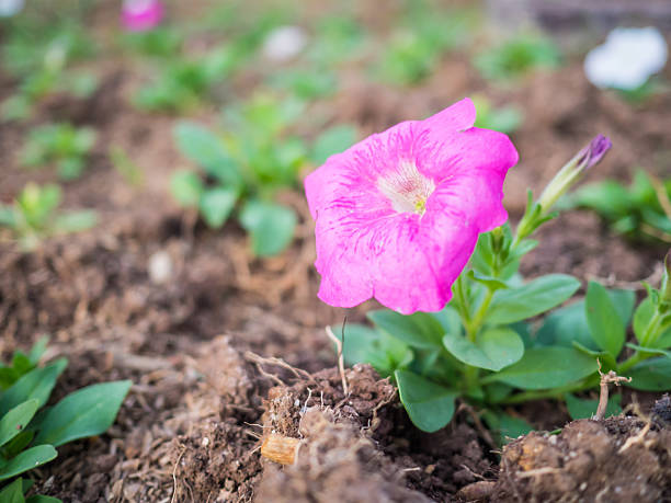 desfocado flores cor-de-rosa em bokeh de fundo verde - george w bush - fotografias e filmes do acervo