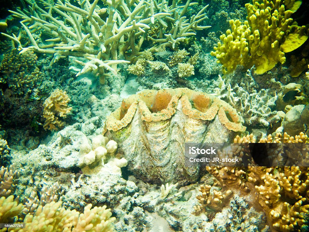 Große Riesenmuschel mit Korallen und Schwämme - Lizenzfrei Aquatisches Lebewesen Stock-Foto