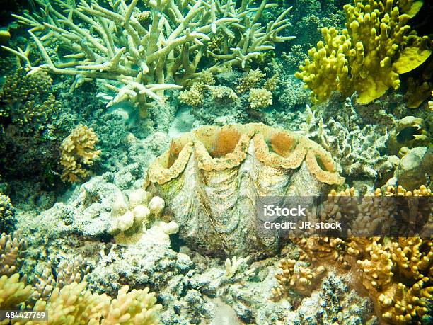 Große Riesenmuschel Mit Korallen Und Schwämme Stockfoto und mehr Bilder von Aquatisches Lebewesen - Aquatisches Lebewesen, Ausrüstung und Geräte, Australien
