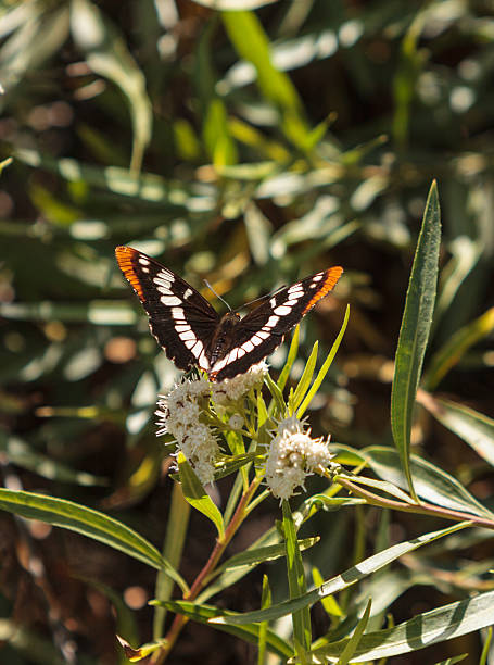 istock California Sister Butterfly 484427804