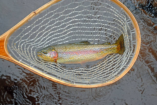 nice sized rainbow trout in net - vail eagle county colorado stockfoto's en -beelden
