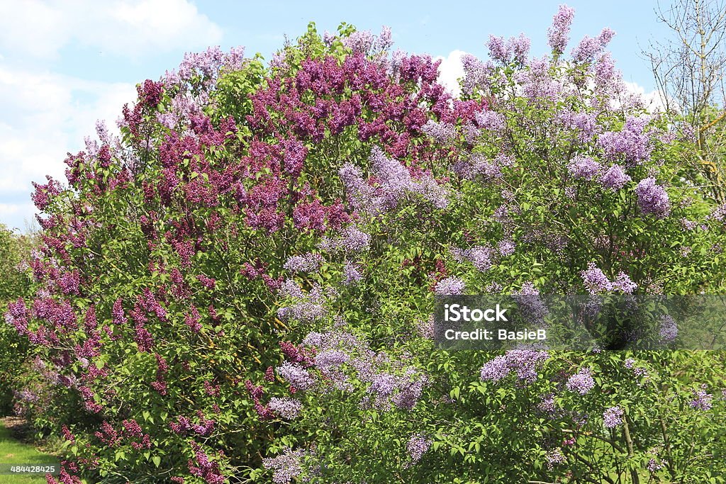 Fliederblüten - Lizenzfrei Baum Stock-Foto