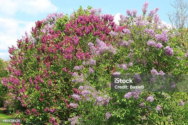 Fliederblüten Stockfoto und mehr Bilder von Baum - Baum, Baumblüte, Blatt - Pflanzenbestandteile