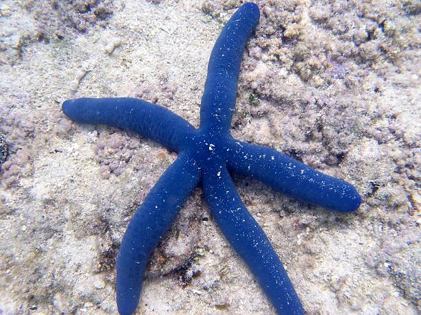 Blue Starfish stock photo