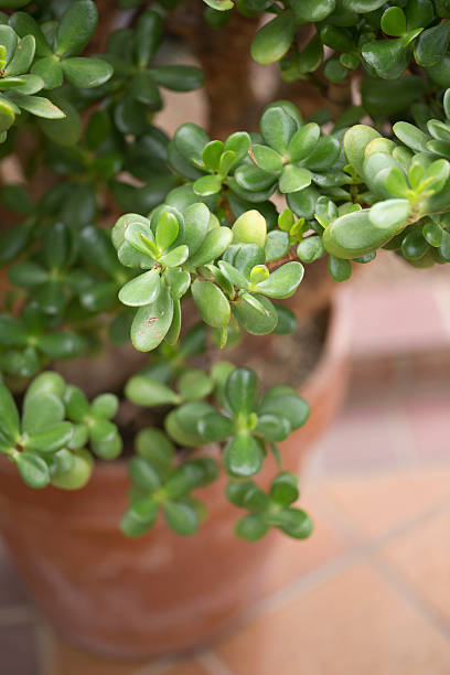 Tree - Jade - Pink Beauty Tree - Jade - Pink Beauty jade plant stock pictures, royalty-free photos & images