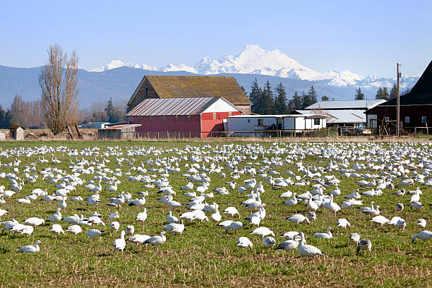 Flocks of snow geese in skagit valley, Washington State, USA