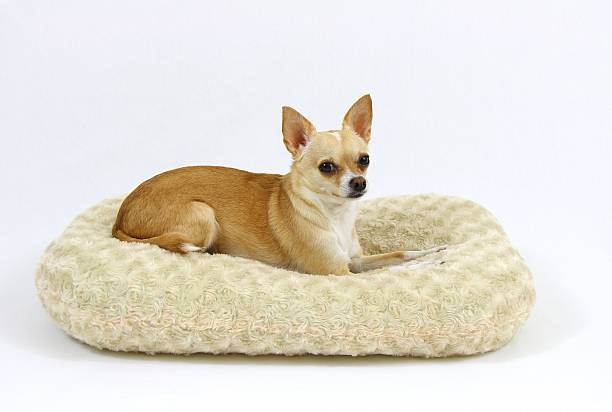 istock Chihuahua in Bed on a White Background 484428862