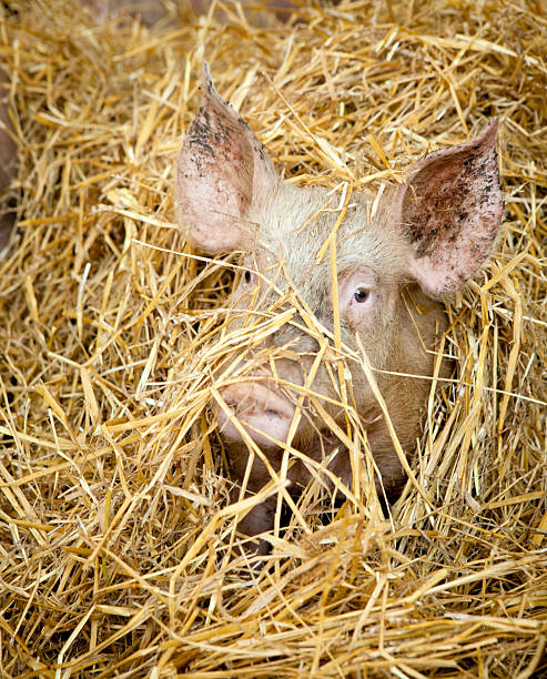 Peekaboo Pig stock photo